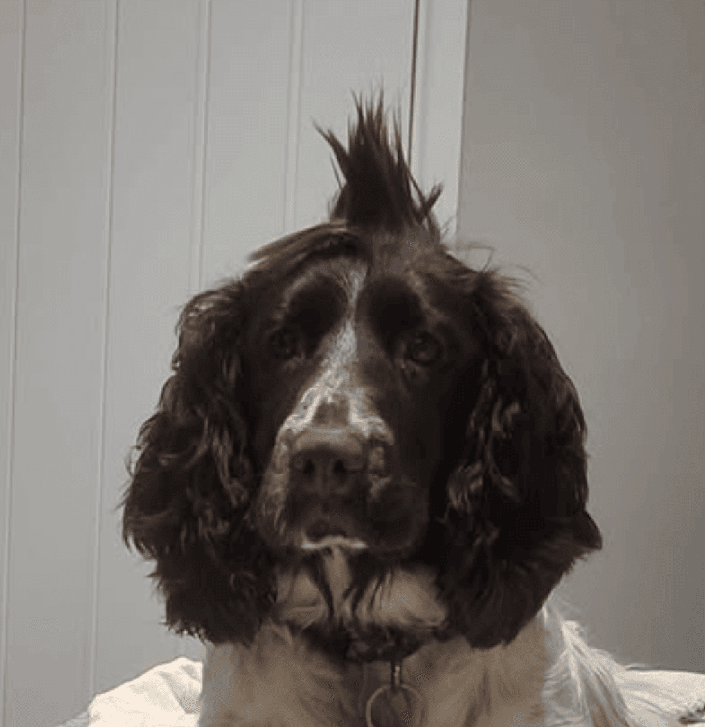 cute spaniel with a crazy mo-hawk