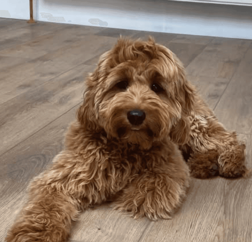 beautiful dog laying on the floor