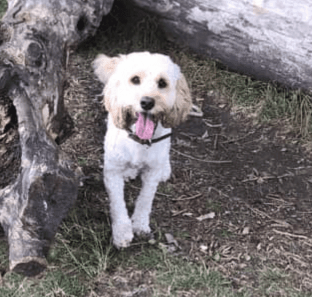 dog having fun outside next to a tree