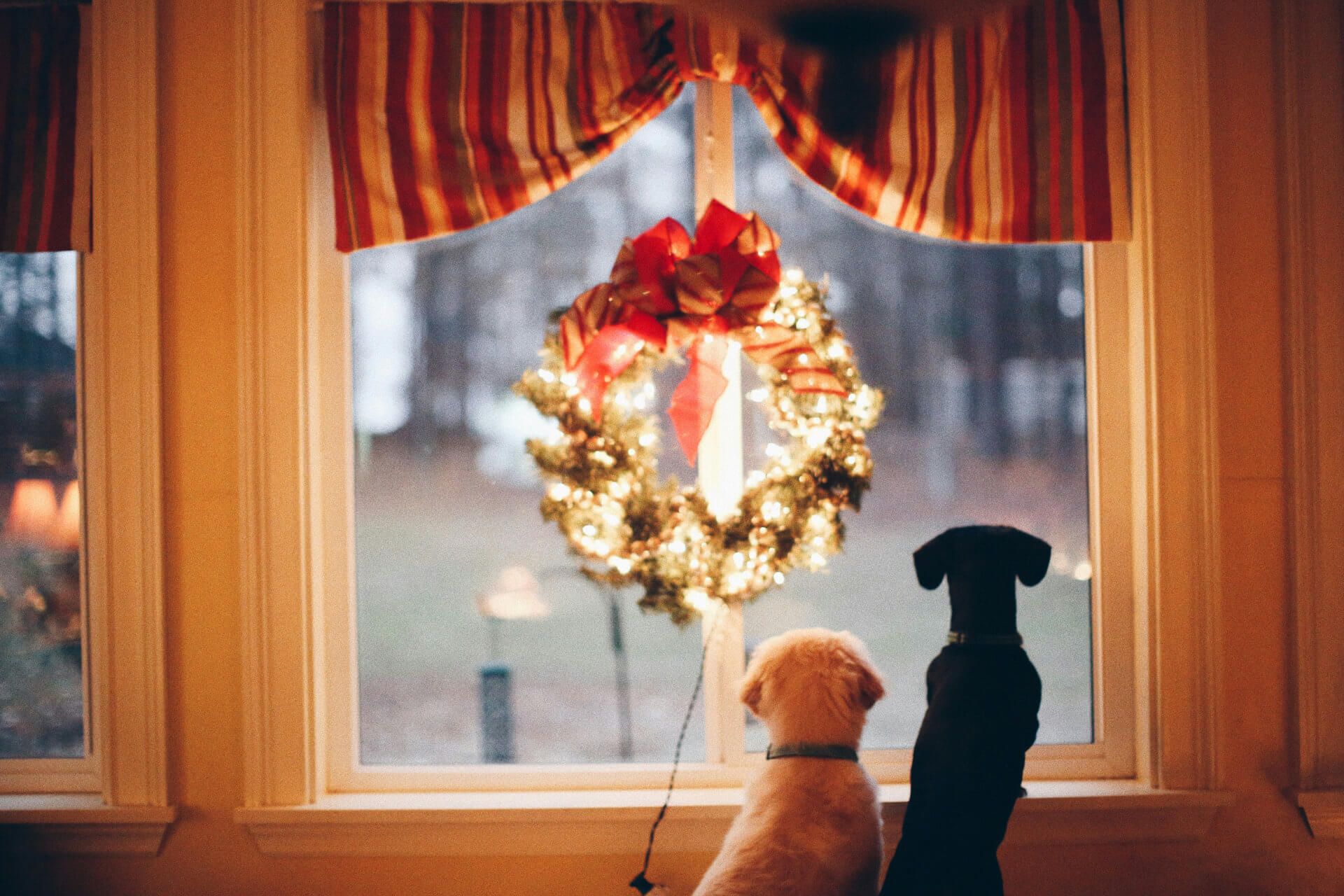 two dogs looking out of a window holding a christmas wreath