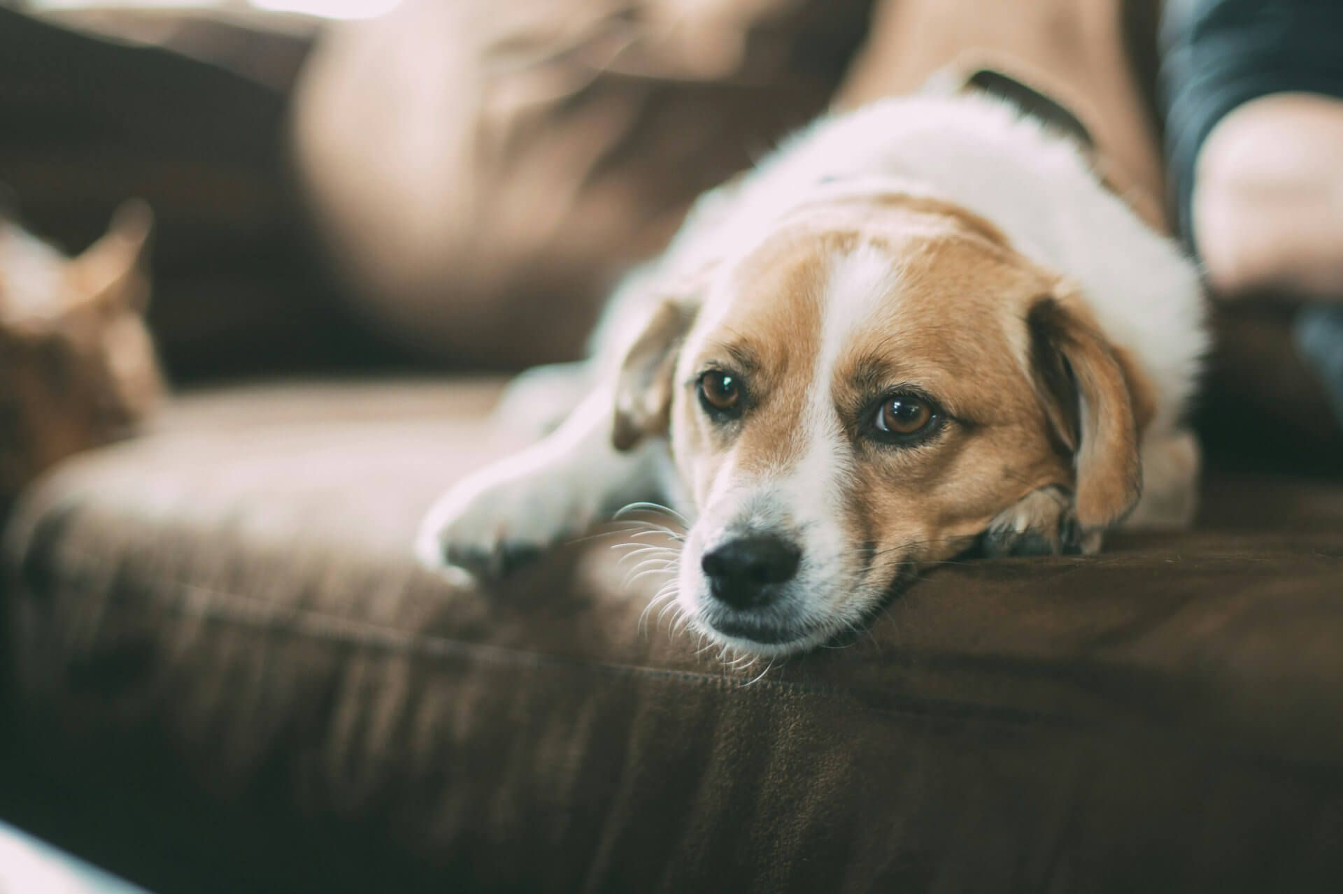 comfortable dog sleeping on a sofa