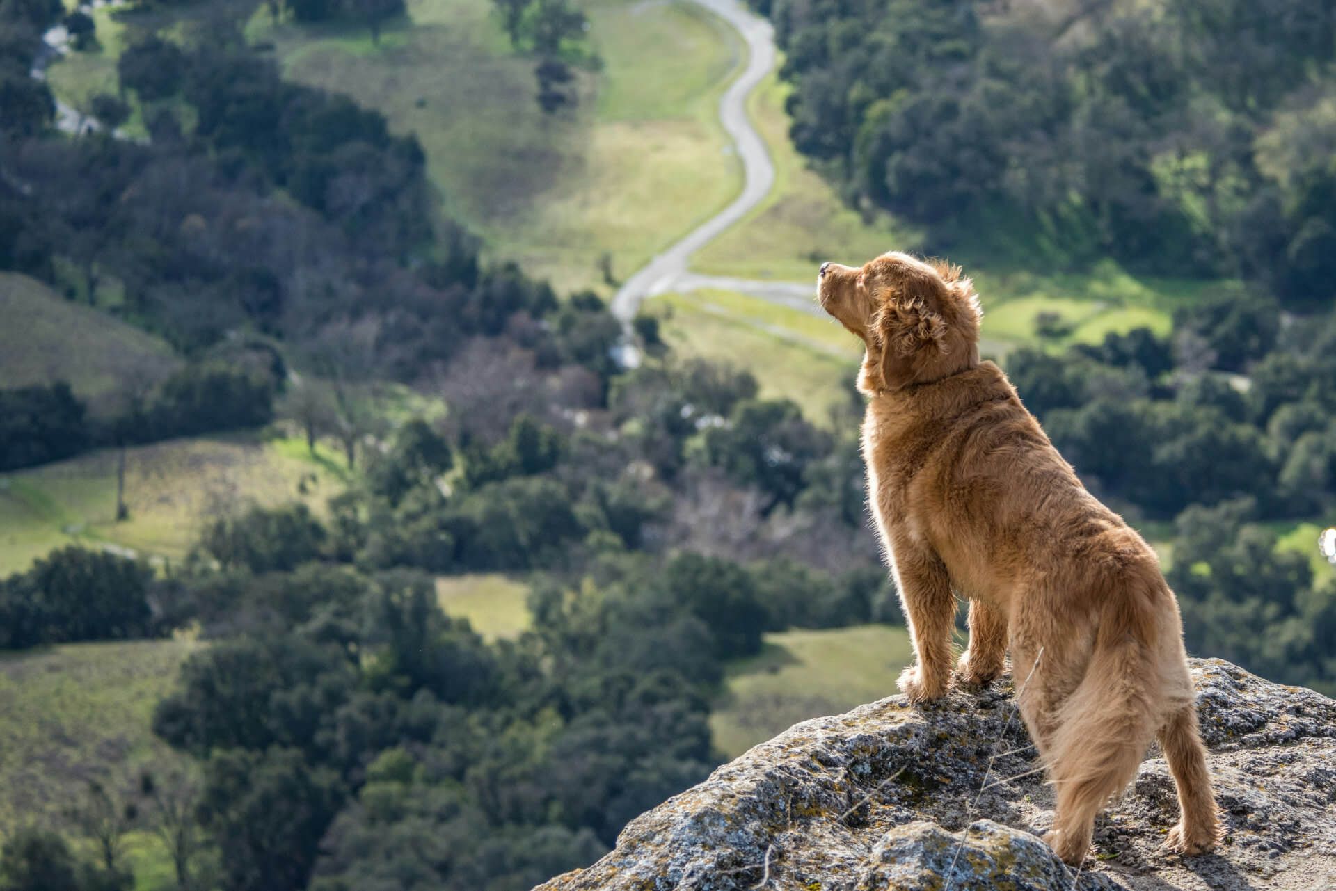 golden retriever looking at a fantastic view from a rock