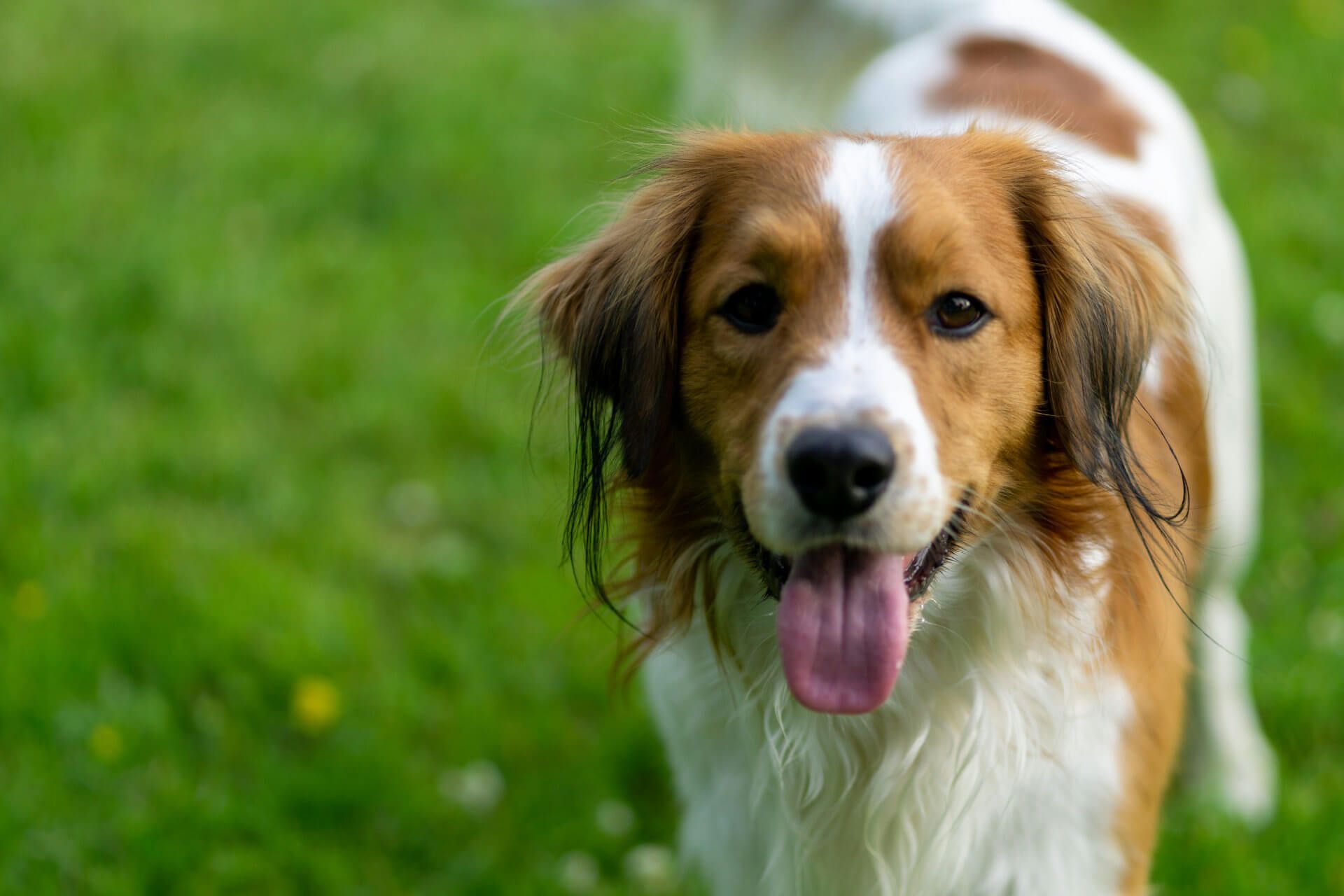 happy dog on his walk with some wet ears, smiling showing his tongue 