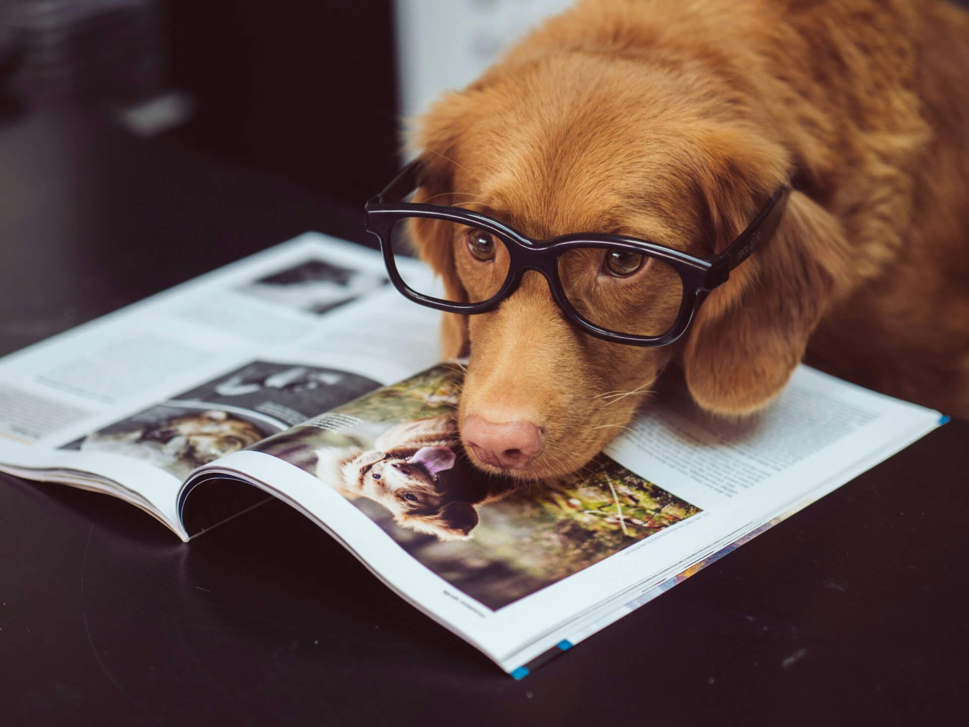 Dog wearing glasses reading a dog related magazine