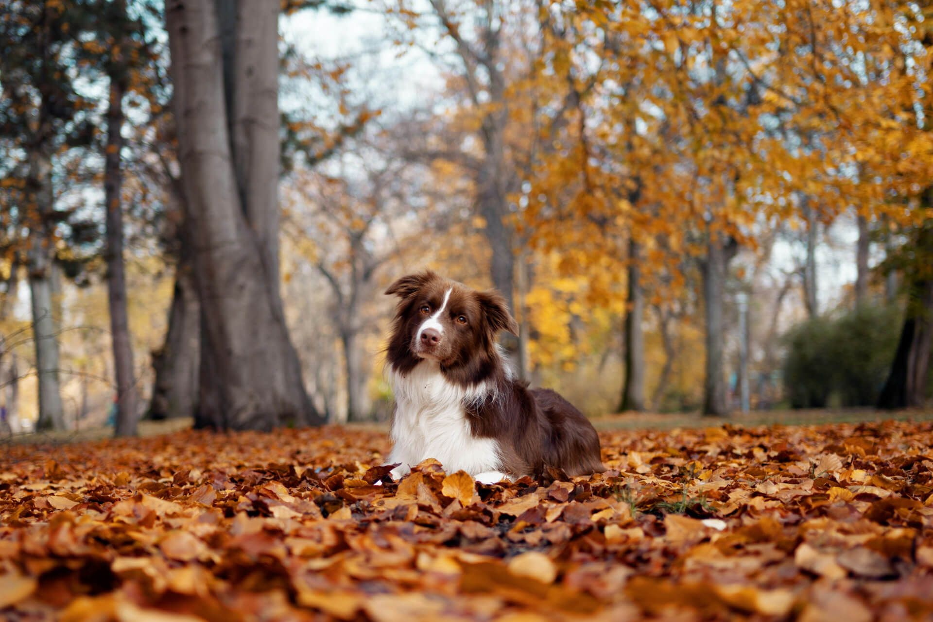 cute border collie sat in the autumn leaves