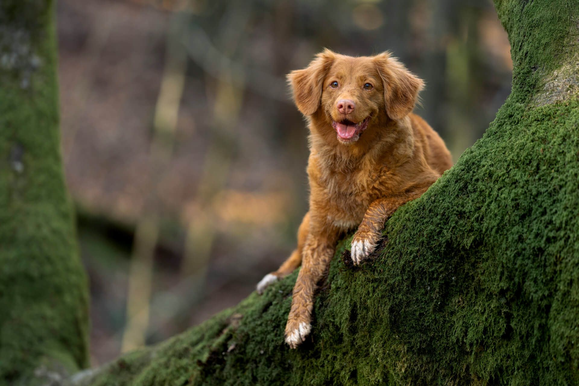 amazing dog with a smile on his face laying on a tree branch 