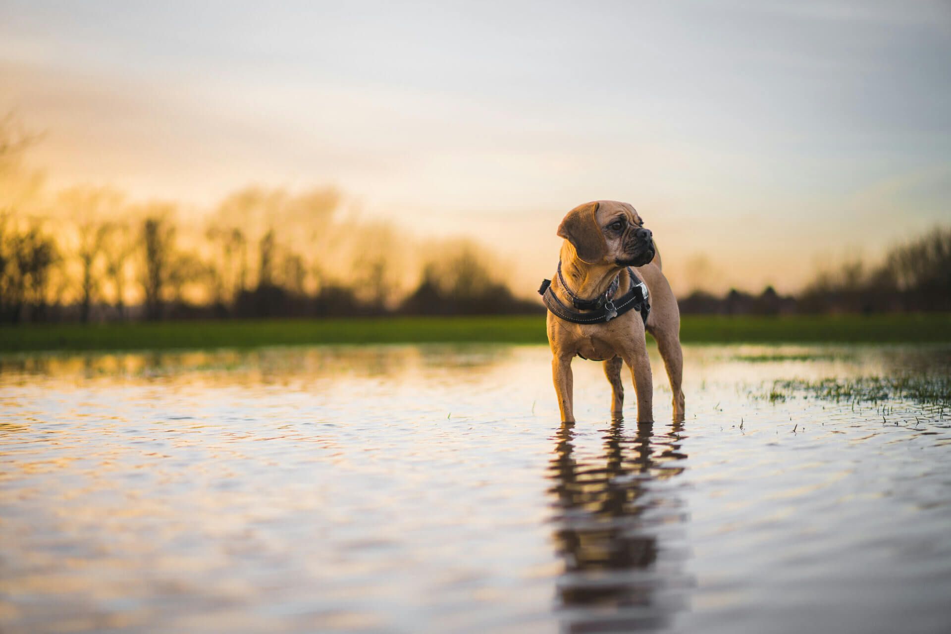 cute small dog admiring the view of a wonderful pre sunset during golden hour