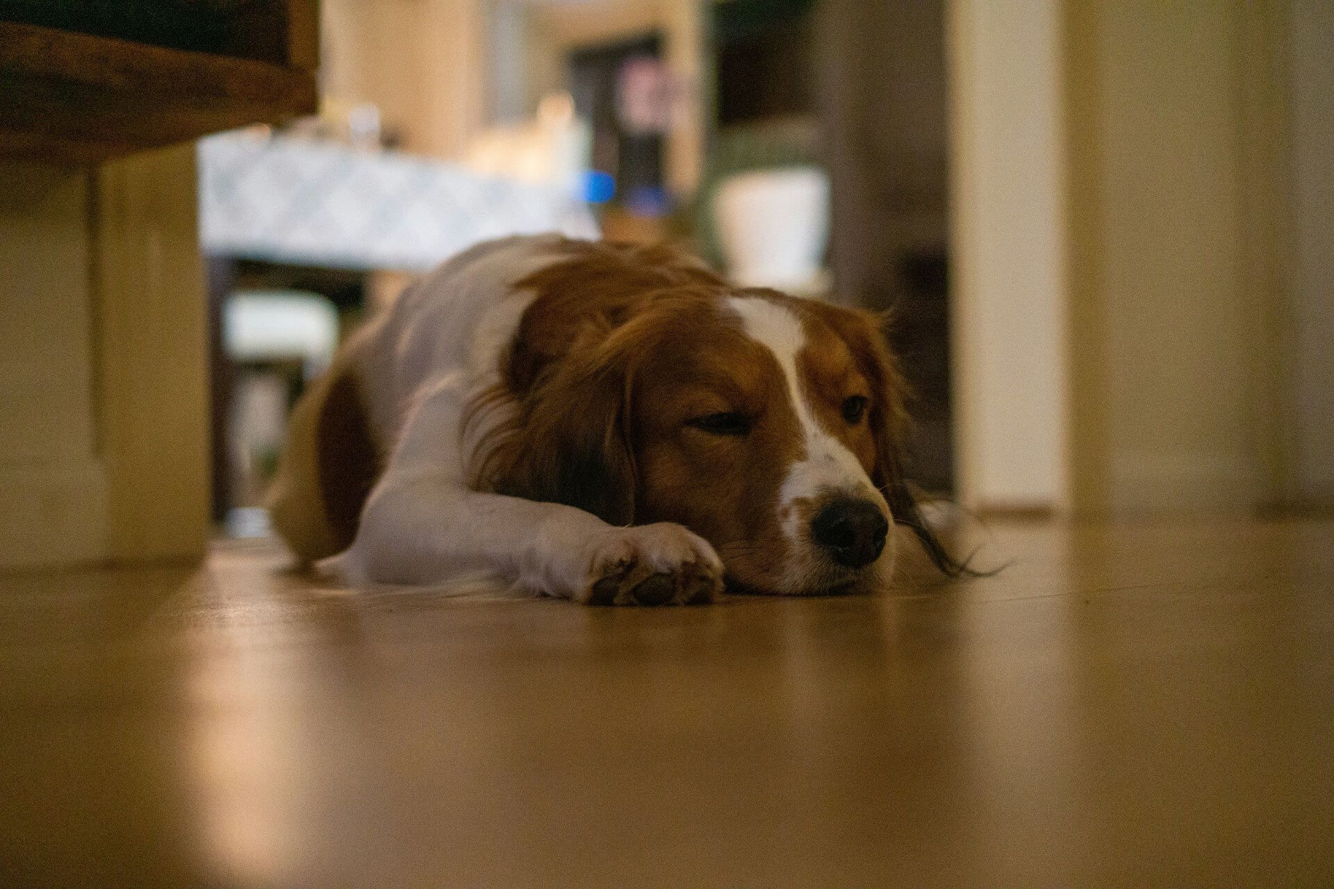 cute dog sleeping on the floor