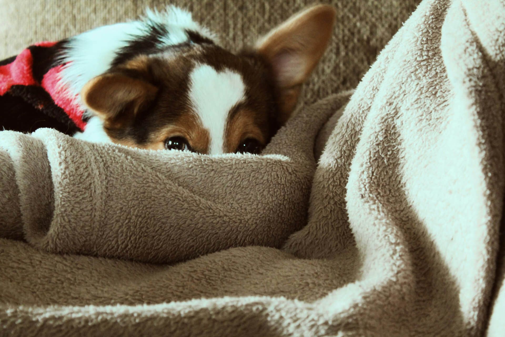 scared dog hiding in a blanket